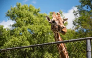 Exploring Lake View, Illinois